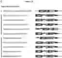 Fig. 65 - METHODS AND COMPOSITIONS FOR RNA-DIRECTED TARGET DNA MODIFICATION AND FOR RNA-DIRECTED MODULATION OF TRANSCRIPTION