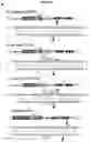 Fig. 68 - METHODS AND COMPOSITIONS FOR RNA-DIRECTED TARGET DNA MODIFICATION AND FOR RNA-DIRECTED MODULATION OF TRANSCRIPTION