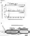 Fig. 99 - METHODS AND COMPOSITIONS FOR RNA-DIRECTED TARGET DNA MODIFICATION AND FOR RNA-DIRECTED MODULATION OF TRANSCRIPTION