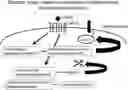 Fig. 01 - Membrane protein activity measurement method