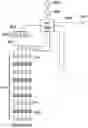 Fig. 35 - MODULAR PARALLEL/SERIAL DUAL MICROFLUIDIC CHIP