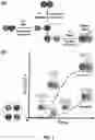Fig. 02 - KINETICALLY PROGRAMMED SYSTEMS AND REACTIONS FOR MOLECULAR DETECTION