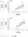 Fig. 49 - DNA AMPLIFICATION METHOD FOR PROBE GENERATION