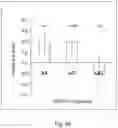 Fig. 07 - METHODS FOR DETERMINING GENE-ALPHA TOCOPHEROL INTERACTIONS