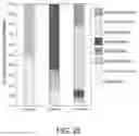 Fig. 26 - URINARY MICROBIOMIC PROFILING