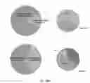 Fig. 27 - URINARY MICROBIOMIC PROFILING