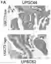 Fig. 01 - PROGNOSTIC AND PREDICTIVE TRANSCRIPTOMIC SIGNATURES FOR UTERINE SEROUS CARCINOMAS