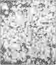 Fig. 01 - Semi-crystalline fructose in solid form and process for manufacturing the same