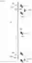 Fig. 06 - Guide system for guiding at least one movably mounted door leaf