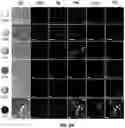 Fig. 08 - Isotopically-encoded nanoparticles for multimodal high-order multiplexed detection and imaging