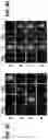 Fig. 11 - Isotopically-encoded nanoparticles for multimodal high-order multiplexed detection and imaging