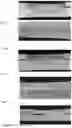 Fig. 03 - Characterization and classification of spot welds by ultrasonic diagnostic techniques