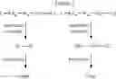 Fig. 28 - PROLACTIN RECEPTOR BINDING PROTEINS AND USES THEREOF