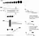 Fig. 01 - Mass spectrometry analysis method and mass spectrometry system