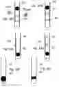 Fig. 29 - DEVICES AND METHODS FOR DELIVERING A SUBSTANCE TO A BODY CAVITY