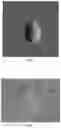 Fig. 03 - HIGHLY EFFICIENT AEROBIC PHOSPHORUS-REMOVING BACTERIA CAPABLE OF SYNTHESIZING NANOPARTICLES BY MICROBIAL SELF-ASSEMBLY USING WASTE WATER