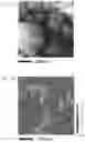 Fig. 09 - Fluorescent member, its manufacturing method, and light-emitting apparatus