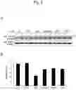 Fig. 04 - INHIBITOR OF TDP-43 AGGREGATION