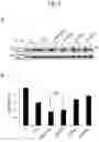 Fig. 06 - INHIBITOR OF TDP-43 AGGREGATION