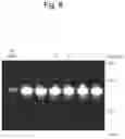 Fig. 09 - INHIBITOR OF TDP-43 AGGREGATION