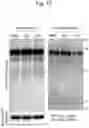 Fig. 13 - INHIBITOR OF TDP-43 AGGREGATION