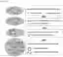 Fig. 02 - Cosmetic composition for improving skin condition containing peony extract as active ingredient for heatshock protein activation