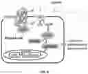 Fig. 07 - MODULATORS OF PROSTATE-SPECIFIC G-PROTEIN RECEPTOR (PSGR/OR51E2) AND METHODS OF USING SAME