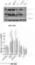 Fig. 22 - MODULATORS OF PROSTATE-SPECIFIC G-PROTEIN RECEPTOR (PSGR/OR51E2) AND METHODS OF USING SAME