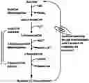 Fig. 01 - Method of treating fatty acid oxidation disorders using Omega3/Omega6 unsaturated or branched chain fatty acids