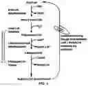 Fig. 02 - Method of treating fatty acid oxidation disorders using Omega3/Omega6 unsaturated or branched chain fatty acids