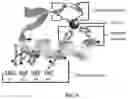 Fig. 05 - METHOD OF PREVENTING OR TREATING VIRAL INFECTIONS