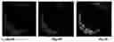 Fig. 07 - PEPTIDES AND COMPOSITIONS FOR TARGETED TREATMENT AND IMAGING