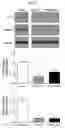 Fig. 72 - PEPTIDES AND COMPOSITIONS FOR TARGETED TREATMENT AND IMAGING