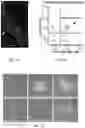 Fig. 02 - Methods for development and use of minimally polarized function cell micro-aggregate units in tissue applications using LGR4, LGR5 and LGR6 expressing epithelial stem cells