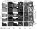Fig. 04 - Methods for development and use of minimally polarized function cell micro-aggregate units in tissue applications using LGR4, LGR5 and LGR6 expressing epithelial stem cells