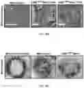 Fig. 06 - Methods for development and use of minimally polarized function cell micro-aggregate units in tissue applications using LGR4, LGR5 and LGR6 expressing epithelial stem cells