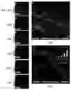 Fig. 16 - Methods for development and use of minimally polarized function cell micro-aggregate units in tissue applications using LGR4, LGR5 and LGR6 expressing epithelial stem cells