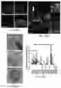 Fig. 28 - Methods for development and use of minimally polarized function cell micro-aggregate units in tissue applications using LGR4, LGR5 and LGR6 expressing epithelial stem cells