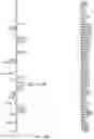 Fig. 30 - Methods for development and use of minimally polarized function cell micro-aggregate units in tissue applications using LGR4, LGR5 and LGR6 expressing epithelial stem cells