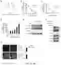 Fig. 06 - COMPOSITIONS AND METHODS FOR SUPPRESSING AND/OR TREATING A GROWTH RELATED DISEASE AND/OR A CLINICAL CONDITION THEREOF