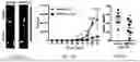Fig. 06 - COMPOUNDS AND METHODS FOR INHIBITION OF MULTIPLE MYELOMA
