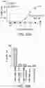 Fig. 35 - BISPECIFIC HER2 AND CD3 BINDING MOLECULES
