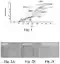 Fig. 02 - Scalable primate pluripotent stem cell aggregate suspension culture