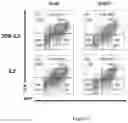 Fig. 10 - Process for generating genetically engineered autologous T cells