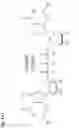Fig. 07 - USE OF RNA FOR REPROGRAMMING SOMATIC CELLS