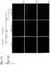 Fig. 17 - USE OF RNA FOR REPROGRAMMING SOMATIC CELLS