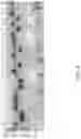 Fig. 06 - Recombinant Microorganism for Producing 2,3-Butanediol and a Method of Production of 2,3-Butanediol