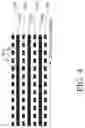 Fig. 05 - Rphase-controlled optical waveguide antenna array