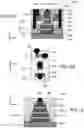 Fig. 06 - Semiconductor divice having a carbon containing insulation layer formed under the source/drain