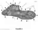 Fig. 02 - DISPERSIBLE EDGE FUNCTIONALISED GRAPHENE PLATELETS